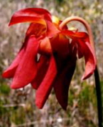 Pitcher plant