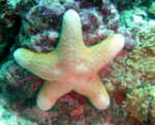 starfish image